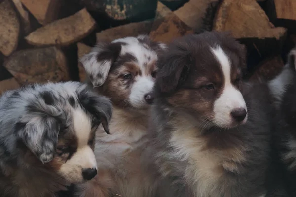 Tiga Anak Anjing Aussie Merah Dan Biru Merle Dan Tricolor — Stok Foto