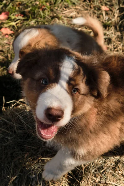 Πορτρέτο Της Αυστραλίας Shepherd Κουτάβι Κόκκινο Τρίχρωμος Καθαρόαιμο Σκυλί Aussi — Φωτογραφία Αρχείου