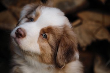 Safkan genç bir köpek. Çekici Avustralya çoban köpeğinin portresi köydeki kesilmiş kütüklerin arka planına karşı. Avustralyalı kızıl neşe küçük ve sevimli.