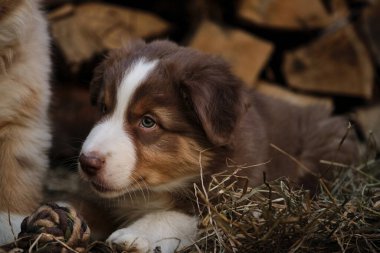 Çekici Avustralya çoban köpeğinin portresi köydeki kesilmiş kütüklerin arka planına karşı. Avustralyalı kırmızı üç renkli samanlıkta yatan küçük ve şirin bir renk. Dışarıda kuru otların arasında safkan genç bir köpek..