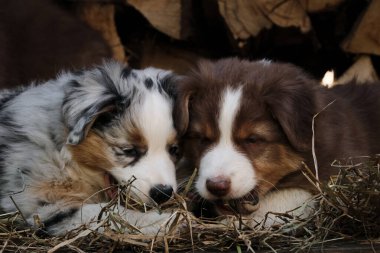 İki Avustralyalı köpek yavrusu mavi merle ve kırmızı üç renkli en iyi arkadaşlar ve çöpçüler. Bir parça Avustralya çoban köpeği. Köyde temiz havada köpek yetiştirmek için. Arka planda Hay ve Günlük Kaydı.