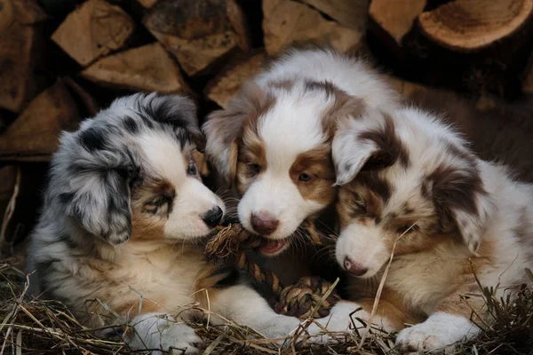 Três Cachorros Australianos Vermelho Azul Merle São Melhores Amigos Companheiros — Fotografia de Stock