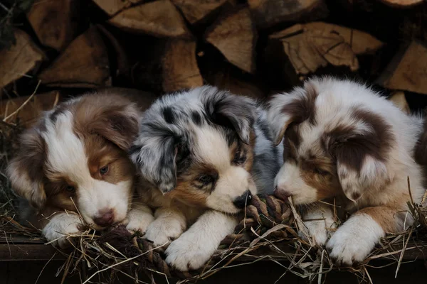 Três Cachorros Aussie Vermelho Azul Merle Melhores Amigos Companheiros Ninhada — Fotografia de Stock