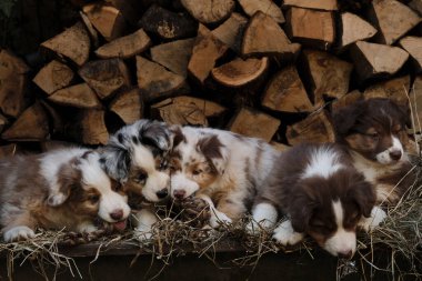Beş Avustralyalı köpek yavrusu kırmızı ve mavi merle ve üç renkli en iyi arkadaşlar ve çöpçüler. Bir parça Avustralya çoban köpeği. Köyde temiz havada köpek yetiştirmek için. Arka planda Hay ve Günlük Kaydı.