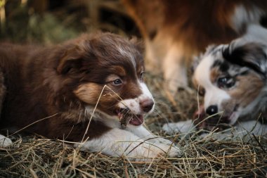 Avustralyalı mavi ve kırmızı renkler samanlıkta yan yana yatıyorlar ve dişleriyle et yiyorlar. Küçük Avustralya çoban köpekleri kırsal alanda eğleniyor. Çoban kulübesi.