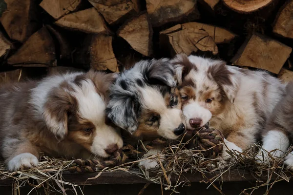 Três Cachorros Aussie Vermelho Azul Merle Melhores Amigos Companheiros Ninhada — Fotografia de Stock