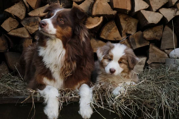 Cachorro Vermelho Aussie Merle Está Deitado Lado Mãe Tricolor Vermelho — Fotografia de Stock