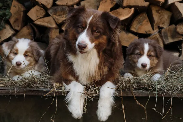 Dua Anjing Aussie Merle Merah Dan Tricolor Berbaring Samping Ibu — Stok Foto