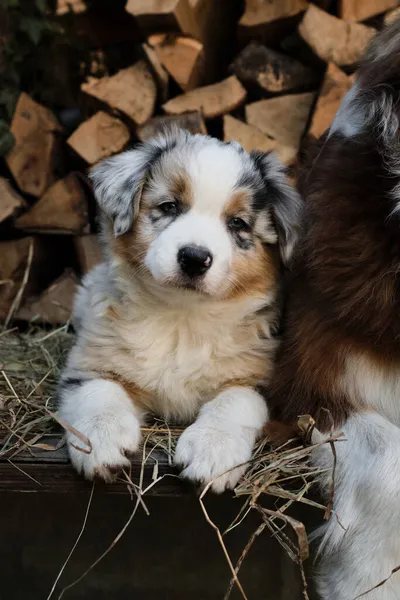 Cachorrinho Australiano Azul Merle Com Listra Branca Cabeça Bronzeado Vermelho — Fotografia de Stock