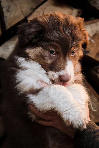 小さなオージー犬のショーとデモンストレーション 丸太を背景にした村の子犬 人間の赤ちゃん犬の育成者は腕の中で赤い三色のオーストラリアの羊飼いの子犬を保持します — ストック写真