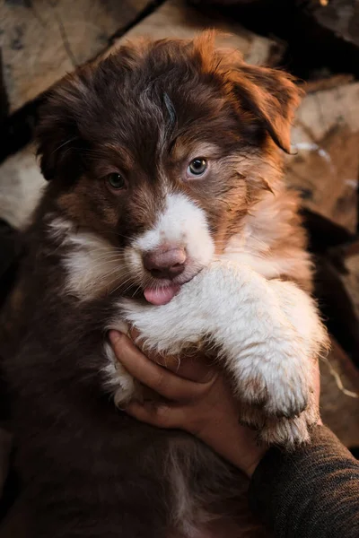 Muestra Demuestra Pequeño Perro Australiano Cachorro Pueblo Sobre Fondo Troncos —  Fotos de Stock