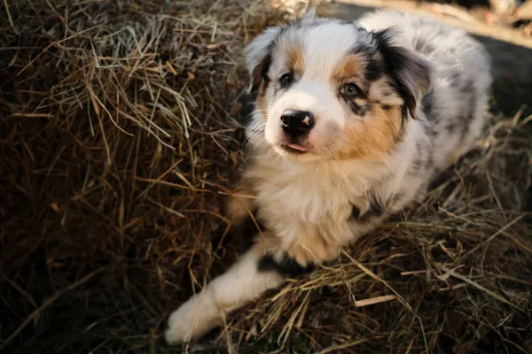 犬のための楽しい農村生活 子犬のオージーブルーメルルは干し草の山に登り 暖かい太陽の光を楽しんでいます オーストラリアの羊飼いの鐘 — ストック写真