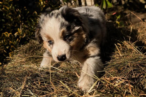 Vida Rural Divertida Para Cão Puppy Aussie Azul Merle Subiu — Fotografia de Stock