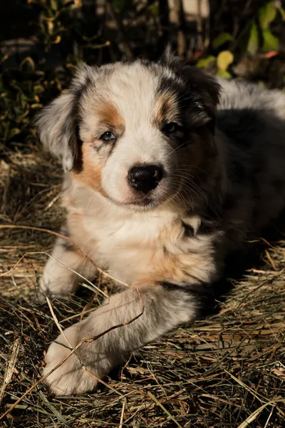 Roligt Lantliv För Hund Valp Aussie Blå Merle Klättrade Höstack — Stockfoto