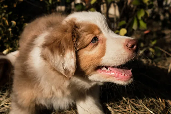 Zwinger Australischer Schäferhunde Spaß Landleben Für Den Hund Welpe Aussie — Stockfoto