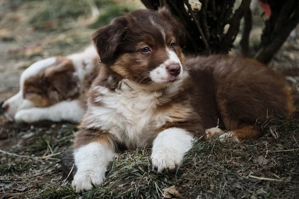 Perrera Pastores Australianos Cachorro Aussie Tricolor Rojo Con Ojos Marrones — Foto de Stock