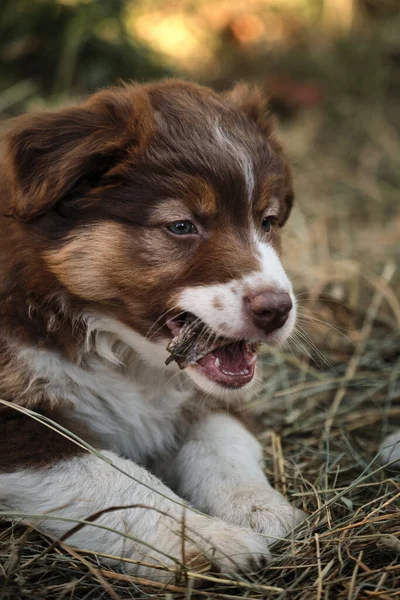 Avustralyalı Köpek Yavrusu Kırmızı Renkli Zeki Kahverengi Gözlü Kafasında Ince — Stok fotoğraf