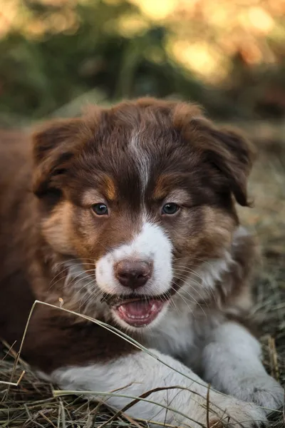 Cachorro Australiano Tricolor Rojo Con Ojos Marrones Inteligentes Delgada Franja — Foto de Stock