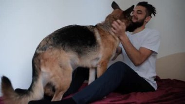 Beyaz, sakallı, rastalı, Alman çoban köpeğiyle kırmızı battaniyenin üzerinde oynayan yakışıklı bir adam. Evde köpekle iyi eğlenceler. 4K görüntü.