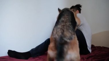 Beyaz, sakallı, rastalı, Alman çoban köpeğiyle kırmızı battaniyenin üzerinde oynayan yakışıklı bir adam. Evde köpekle iyi eğlenceler. 4K görüntü.