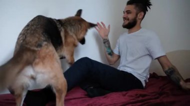Beyaz, sakallı, rastalı, Alman çoban köpeğiyle kırmızı battaniyenin üzerinde oynayan yakışıklı bir adam. Evde köpekle iyi eğlenceler. 4K görüntü.