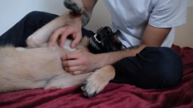 Dövmeli adam kırmızı yatak örtüsünün üzerinde oturuyor ve Alman çoban köpeğini okşuyor. Evde köpekle iyi eğlenceler. Köpeğin elleri ve ağızlığı yakın olsun. 4K görüntü.