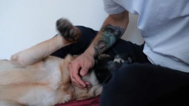 Dövmeli adam kırmızı yatak örtüsünün üzerinde oturuyor ve Alman çoban köpeğini okşuyor. Evde köpekle iyi eğlenceler. Köpeğin elleri ve ağızlığı yakın olsun. 4K görüntü.