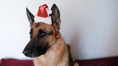 Siyah ve kırmızı Alman kurdu, Noel Baba şapkasıyla oturur ve dikkatle ileriye ve farklı yönlere bakar. Yeni yılı ve Noel 'i köpeklerle kutlarız. Beyaz arkaplan.