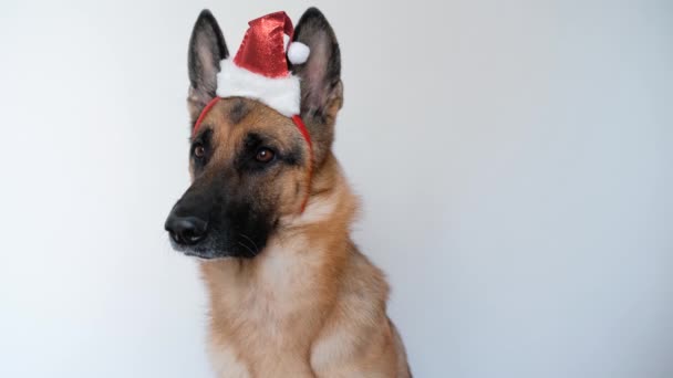 黑色和红色的德国牧羊犬 头戴圣诞帽 在白色空旷的背景上专注地向前看 朝着不同的方向看 和狗一起庆祝新年和圣诞节 4K镜头 — 图库视频影像
