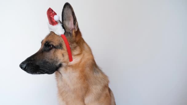 黑色和红色的德国牧羊犬 头戴圣诞帽 在白色空旷的背景上专注地向前看 朝着不同的方向看 和狗一起庆祝新年和圣诞节 4K镜头 — 图库视频影像