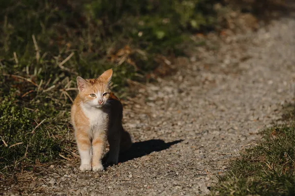 Calle Sin Hogar Rayas Gatito Rojo Con Pecho Blanco Gato — Foto de Stock