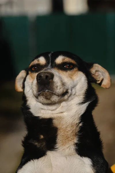 混血品种的狗用褐色的眼睛向前看 对耳朵低垂到头顶感到尴尬 狗的情感和肢体语言 红黑相间的可爱的小杂种狗 褐色的 — 图库照片