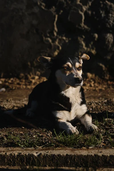 Melez Köpek Yerde Yatıyor Köpek Duyguları Vücut Dili Sıcak Yaz — Stok fotoğraf