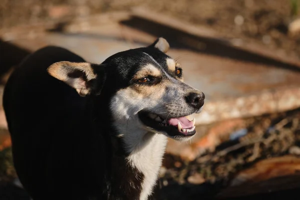 Gemengde Ras Hond Kijkt Vooruit Met Bruine Ogen Glimlacht Met — Stockfoto