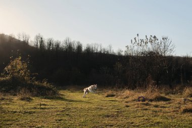 Melez İsviçreli çoban köpeği gün batımında hızla tarlada koşar ve mavi oyuncak yüzüğünü yakalamaya çalışır. Doğadan ayrılan güneş ışınlarını evcil hayvan ve oyunlarla yakalayın.