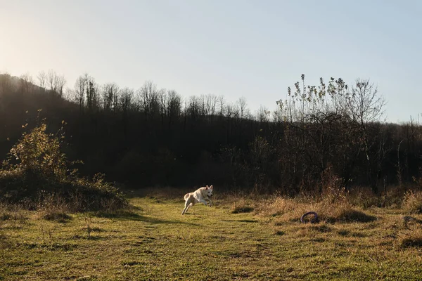 Melez İsviçreli çoban köpeği gün batımında hızla tarlada koşar ve mavi oyuncak yüzüğünü yakalamaya çalışır. Doğadan ayrılan güneş ışınlarını evcil hayvan ve oyunlarla yakalayın.