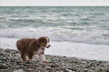 Küçük kahverengi köpek yavrusu Avustralyalı deniz kıyısında yürüyor ve çevresindeki doğayı ve dünyayı inceliyor. Köpek yavrusunun sosyalleşmesi. Avustralya çoban köpeği üç renkli ve kırpık kuyruklu..