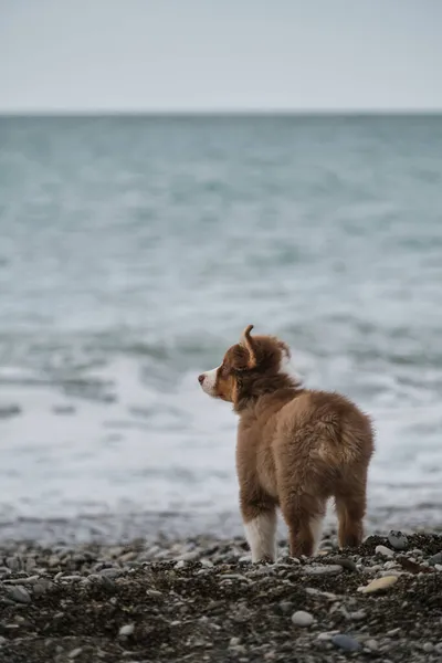 강아지인 오스시는 해변에 세계를 밖에서 강아지의 사회화 오스트레일리아 셰퍼드는 삼색기에 — 스톡 사진