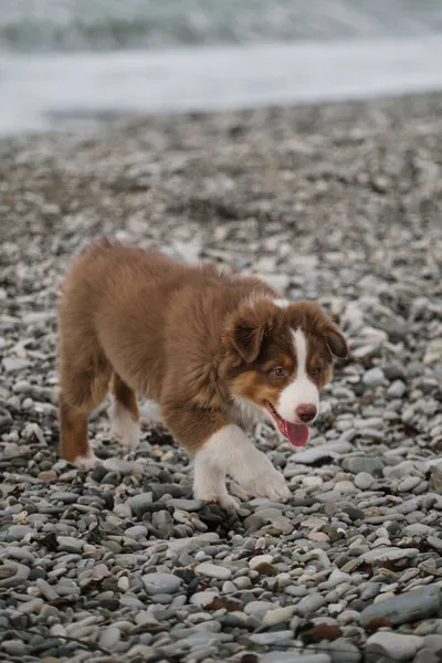 오스트레일리아 셰퍼드는 삼색기이다 강아지 오스시는 해변을 세계를 밖에서 강아지의 사회화 — 스톡 사진