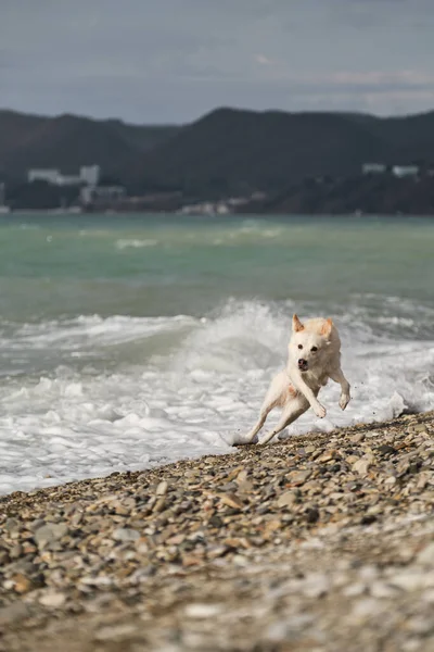 Mestizo White Swiss Shepherd Red Collar Walks Seashore Studies Water — Stock Photo, Image