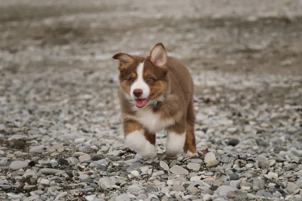 Anjing Cokelat Kecil Aussie Berjalan Sepanjang Pantai Batu Dan Mempelajari Stok Foto