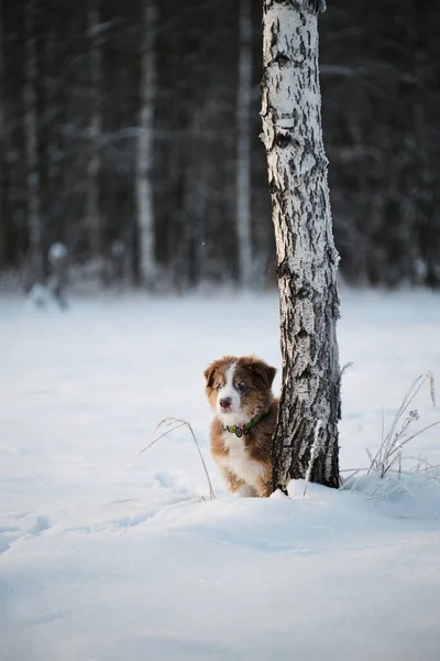 オーストラリアの羊飼いの子犬の赤い三色は 白樺の木の横に雪の中に立って距離を探します 冬の公園を歩くオージー犬 — ストック写真