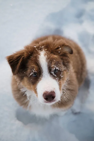 Portrait Des Australian Shepherd Welpen Rote Tricolor Mit Weißem Streifen — Stockfoto