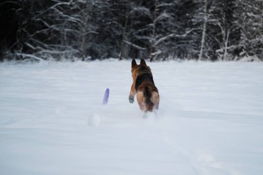 Black red German Shepherd runs quickly through white snow and tries to catch up and grab blue ring toy with mouth. Dog in winter park is full of strength and energy. Rear view of ass and tail.