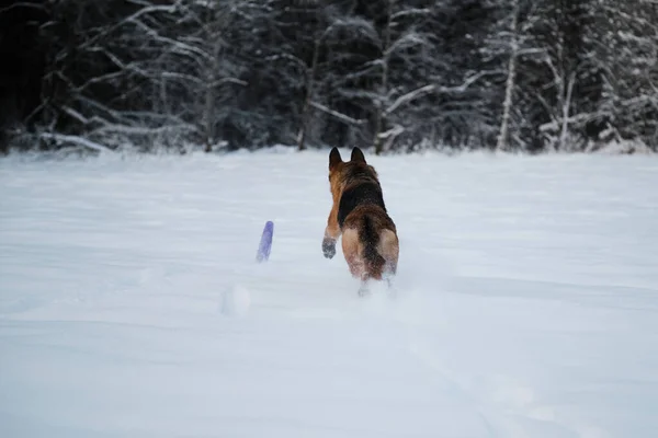 Black Red German Shepherd Runs Quickly White Snow Tries Catch — Stok fotoğraf