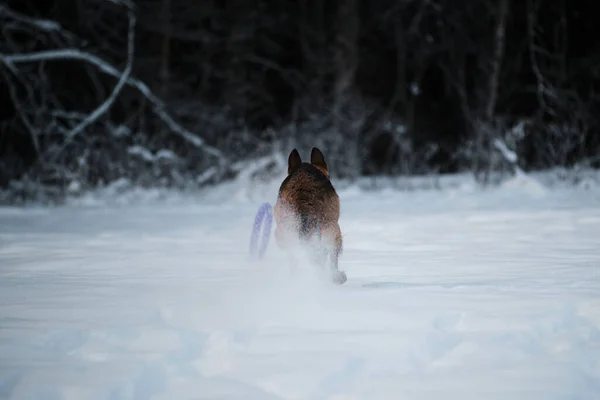 Black Red German Shepherd Runs Quickly White Snow Tries Catch — Fotografia de Stock