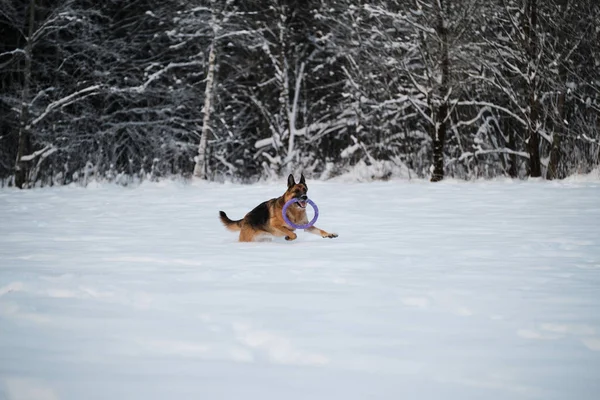 Röd Tyska Shepherd Löper Snabbt Genom Vit Snö Mot Bakgrund — Stockfoto