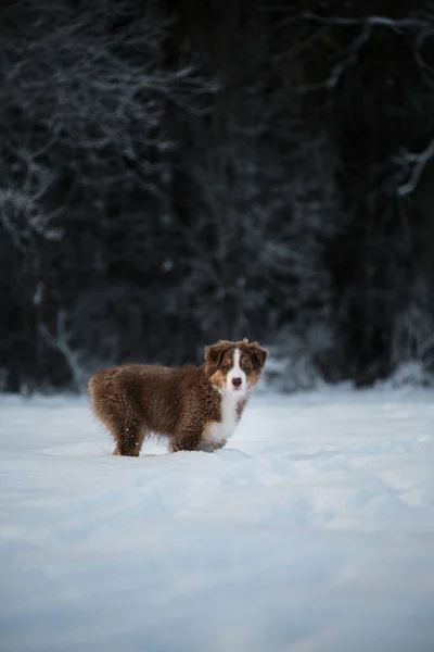 雪の森を背景に 白いストライプのオーストラリアの羊飼いの犬の赤い三色の子犬が雪の中に立っています 冬の公園を歩くオージー犬 ボブテール子犬 — ストック写真