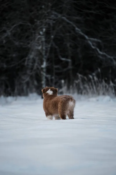 Puppy Australian Shepherd Red Tricolor Stands Snow Background Snowy Forest — Fotografia de Stock