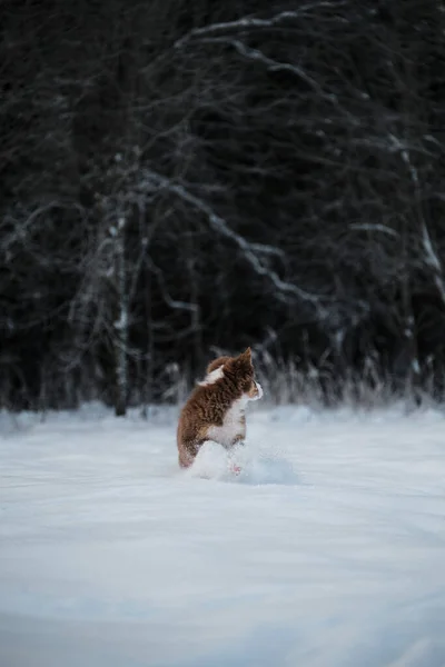 Štěně Australského Ovčáka Červený Trikolor Běží Rychle Bílém Sněhu Pozadí — Stock fotografie